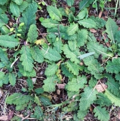 Salvia verbenaca var. verbenaca at Hughes, ACT - 4 Apr 2017