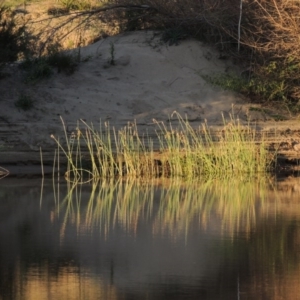 Schoenoplectus validus at Tennent, ACT - 1 Apr 2017