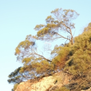 Acacia doratoxylon at Tennent, ACT - 1 Apr 2017 07:01 PM