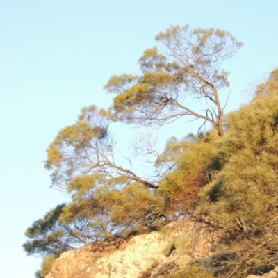 Acacia doratoxylon (Currawang) at Tennent, ACT - 1 Apr 2017 by michaelb