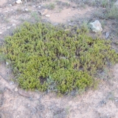 Acrotriche serrulata (Ground-berry) at Tennent, ACT - 1 Apr 2017 by michaelb