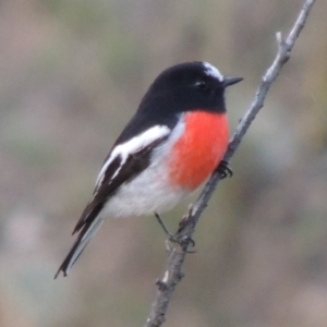 Petroica boodang at Tennent, ACT - 1 Apr 2017 07:28 PM