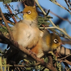 Zosterops lateralis (Silvereye) at Tennent, ACT - 1 Apr 2017 by michaelb