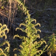 Artemisia verlotiorum (Chinese Mugwort) at Tharwa, ACT - 1 Apr 2017 by michaelb