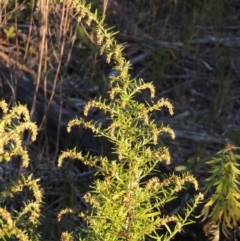 Artemisia verlotiorum (Chinese Mugwort) at Tharwa, ACT - 1 Apr 2017 by MichaelBedingfield