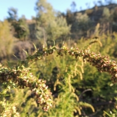 Artemisia verlotiorum at Tharwa, ACT - 1 Apr 2017 06:42 PM