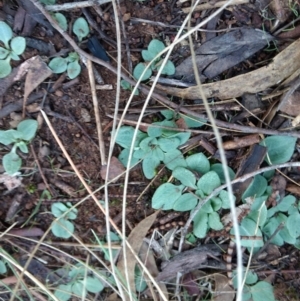 Diplodium sp. at Canberra Central, ACT - 4 May 2017