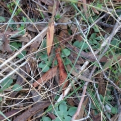 Diplodium sp. at Canberra Central, ACT - suppressed