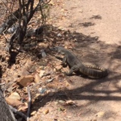 Varanus rosenbergi (Heath or Rosenberg's Monitor) at Kenny, ACT - 24 Dec 2015 by samreid007