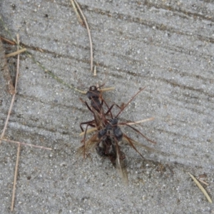 Myrmecia sp. (genus) at Red Hill, ACT - 16 Mar 2017