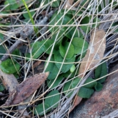 Pterostylis pedunculata (Maroonhood) at Canberra Central, ACT - 4 May 2017 by MattM