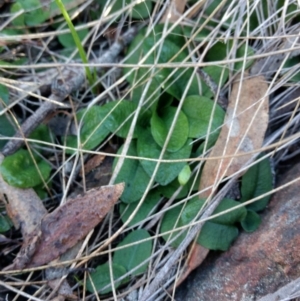 Pterostylis pedunculata at Canberra Central, ACT - suppressed