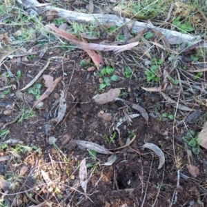 Pterostylis pedunculata at Canberra Central, ACT - suppressed