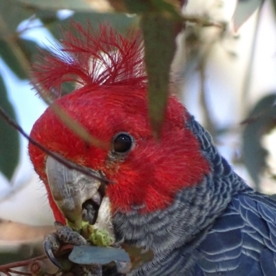 Callocephalon fimbriatum (Gang-gang Cockatoo) at Yarrow, NSW - 30 Apr 2017 by roymcd