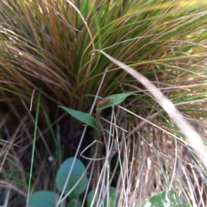 Diplodium sp. at Hackett, ACT - 4 May 2017