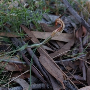 Diplodium sp. at Hackett, ACT - 4 May 2017