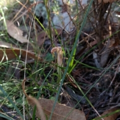 Diplodium sp. at Hackett, ACT - 4 May 2017