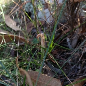 Diplodium sp. at Hackett, ACT - 4 May 2017