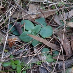 Diplodium sp. at Hackett, ACT - 4 May 2017