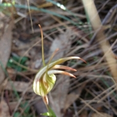 Diplodium ampliatum at Hackett, ACT - 4 May 2017