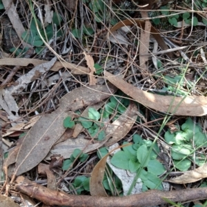 Diplodium ampliatum at Hackett, ACT - 4 May 2017