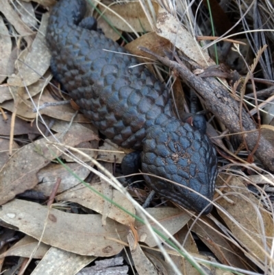 Tiliqua rugosa (Shingleback Lizard) at P11 - 4 May 2017 by MattM