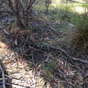 Diplodium sp. at Hackett, ACT - 4 May 2017