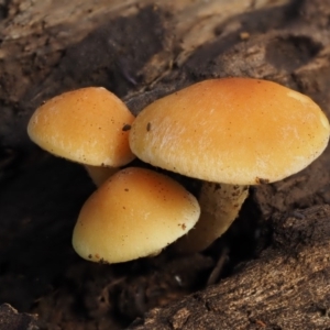 Gymnopilus sp. at Cotter River, ACT - 20 Apr 2017