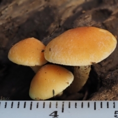 Gymnopilus sp. at Cotter River, ACT - 20 Apr 2017