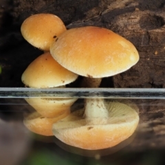 Gymnopilus sp. at Cotter River, ACT - 20 Apr 2017