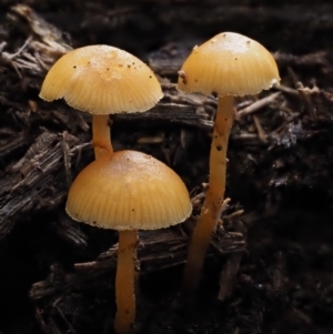 Galerina sp. at Cotter River, ACT - 20 Apr 2017 11:39 AM