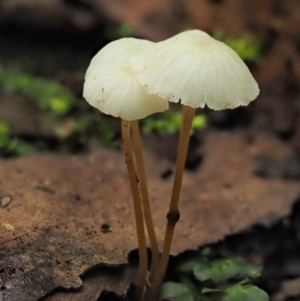 Marasmius at Cotter River, ACT - 20 Apr 2017