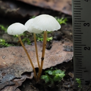 Marasmius at Cotter River, ACT - 20 Apr 2017