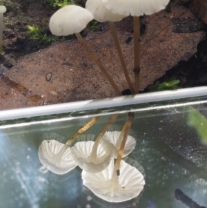 Marasmius at Cotter River, ACT - 20 Apr 2017