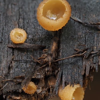 zz – ascomycetes - apothecial (Cup fungus) at Namadgi National Park - 20 Apr 2017 by KenT