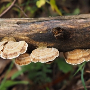 Trametes versicolor at Cotter River, ACT - 20 Apr 2017