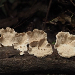 Trametes versicolor at Cotter River, ACT - 20 Apr 2017