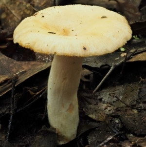 Russula neerimea at Cotter River, ACT - 20 Apr 2017