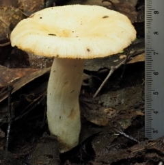 Russula neerimea at Cotter River, ACT - 20 Apr 2017 09:10 AM