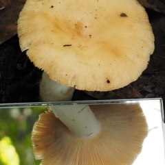 Russula neerimea at Cotter River, ACT - 20 Apr 2017 09:10 AM