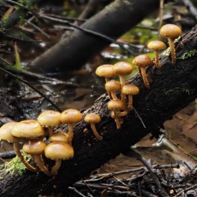 Pholiota squarrosipes at Cotter River, ACT - 20 Apr 2017 by KenT