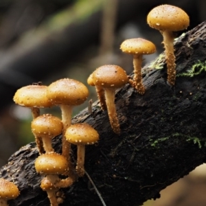 Pholiota squarrosipes at suppressed - 20 Apr 2017