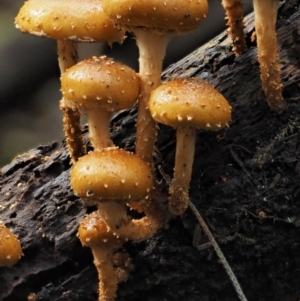 Pholiota squarrosipes at suppressed - 20 Apr 2017