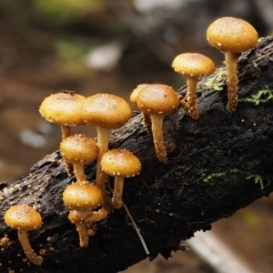 Pholiota squarrosipes at suppressed - 20 Apr 2017