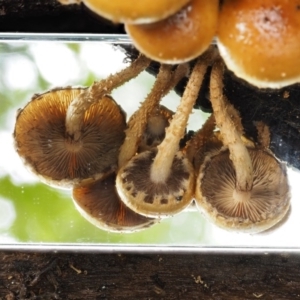 Pholiota squarrosipes at suppressed - suppressed