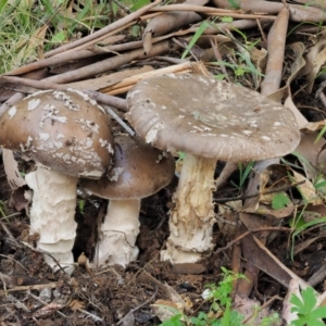 Amanita sp. at Cotter River, ACT - 20 Apr 2017 09:13 AM