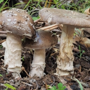 Amanita sp. at Cotter River, ACT - 20 Apr 2017 09:13 AM