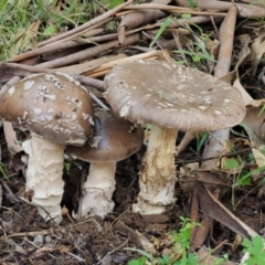 Amanita sp. at Cotter River, ACT - 20 Apr 2017