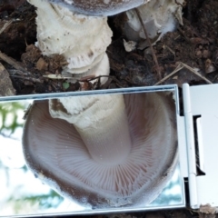 Amanita sp. at Cotter River, ACT - 20 Apr 2017 09:13 AM