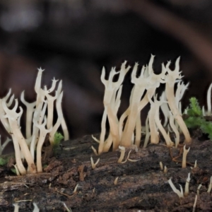 Artomyces sp. at Cotter River, ACT - 20 Apr 2017